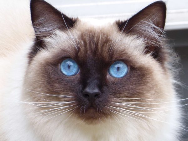 Princess Alaska Ragdoll