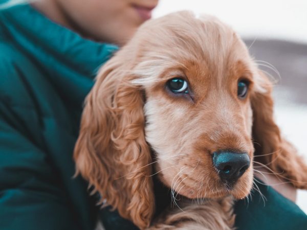 Archie the Golden Cocker