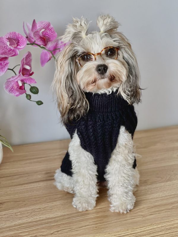 Kaaju the Cavapoo