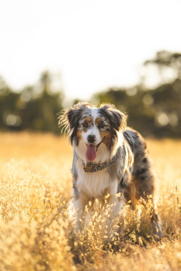 Aussie Yuki