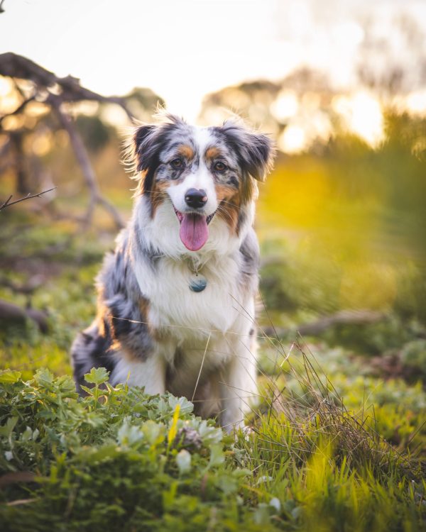 Aussie Yuki