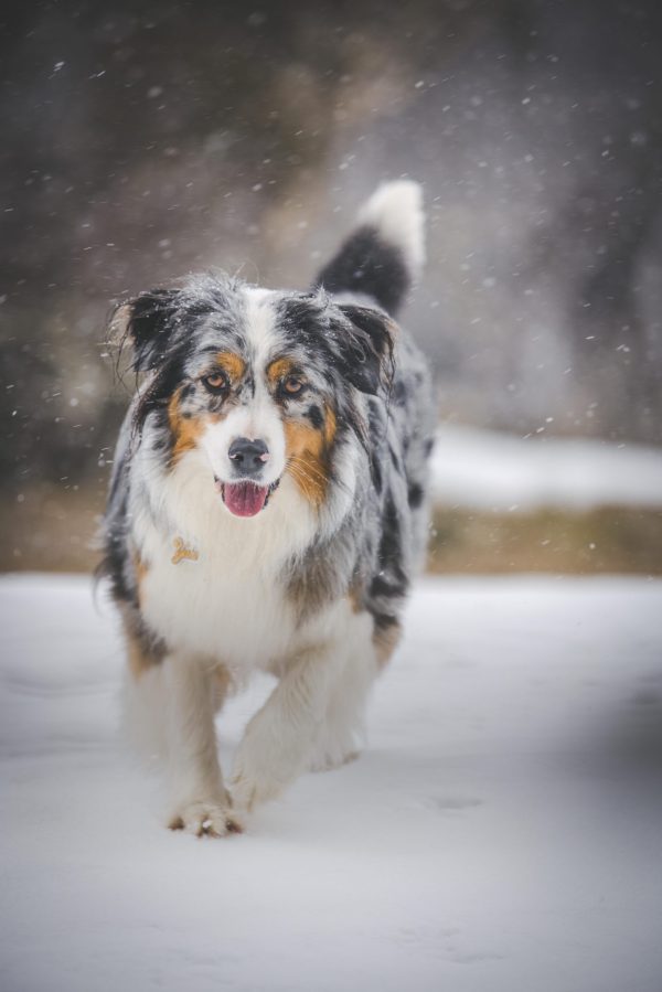 Aussie Yuki