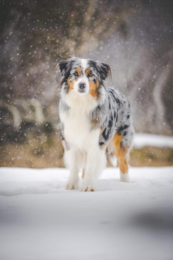 Aussie Yuki