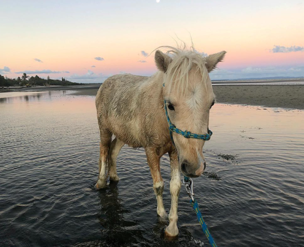 Apollo Mini Horse