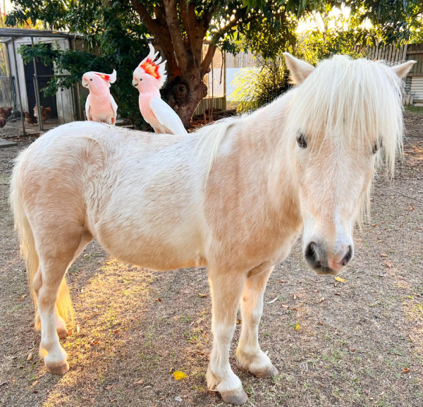 Apollo Mini Horse