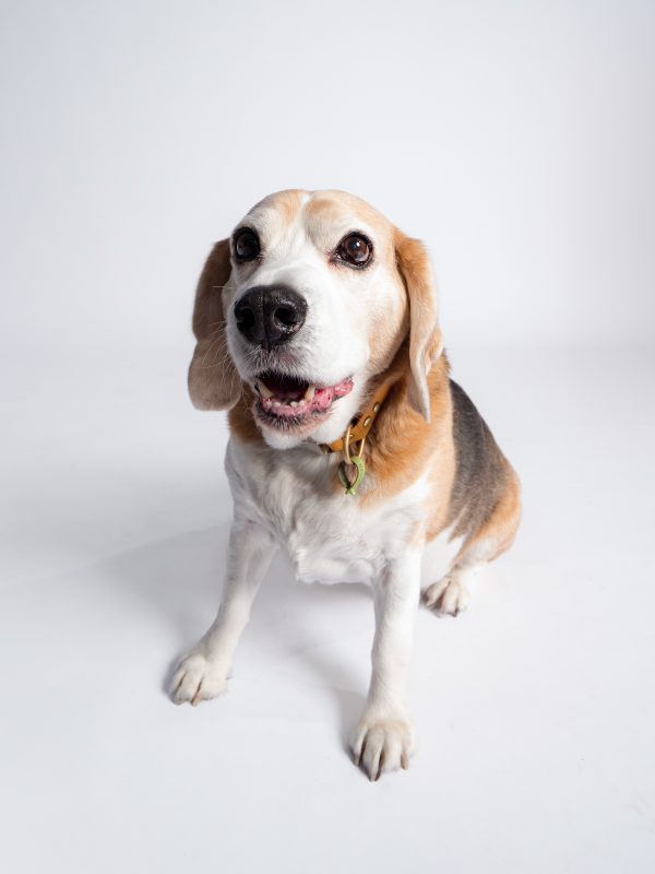 Dave the Beagle