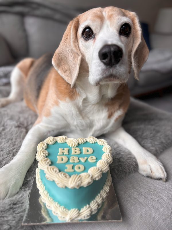 Dave the Beagle