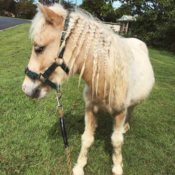 Apollo Mini Horse