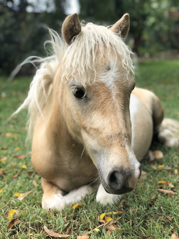 Apollo Mini Horse