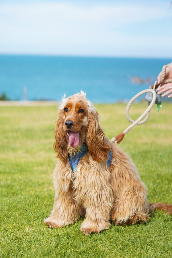 Archie the Golden Cocker