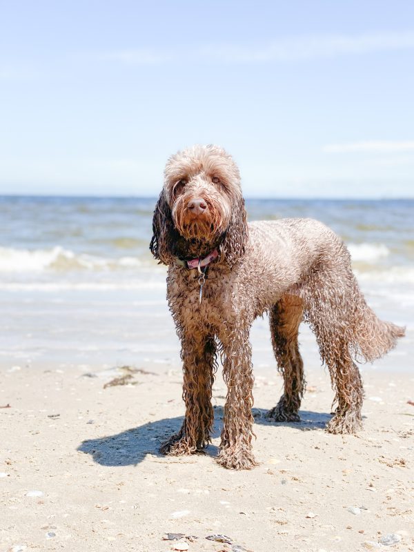 Bailey the Labradoodle