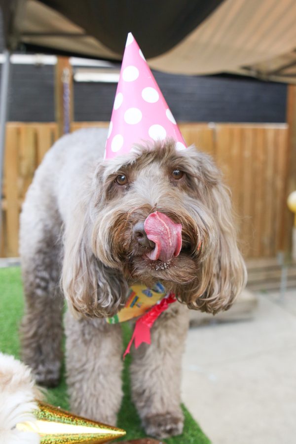 Bailey the Labradoodle