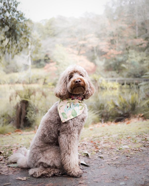 Bailey the Labradoodle