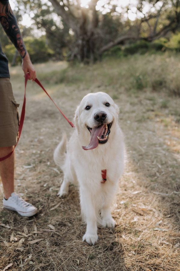 Glorious Goldens