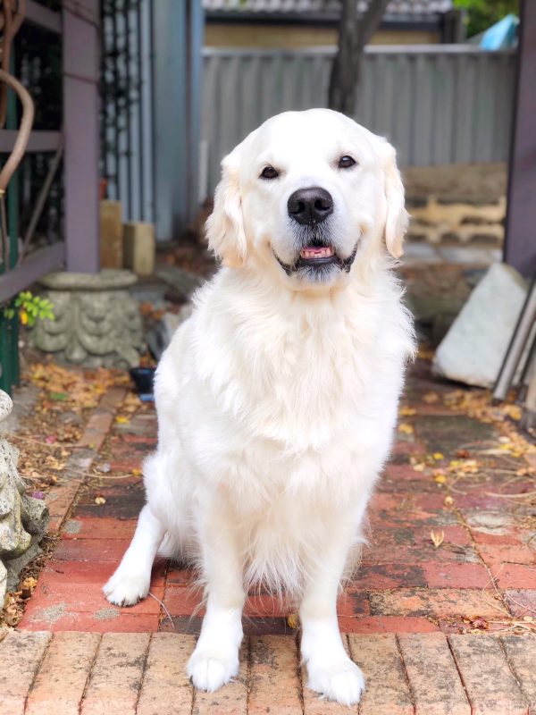 Glorious Goldens