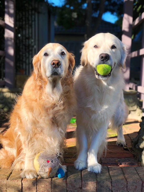 Glorious Goldens