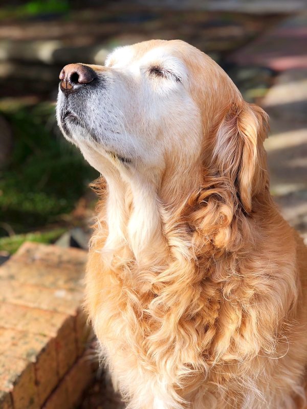 Glorious Goldens