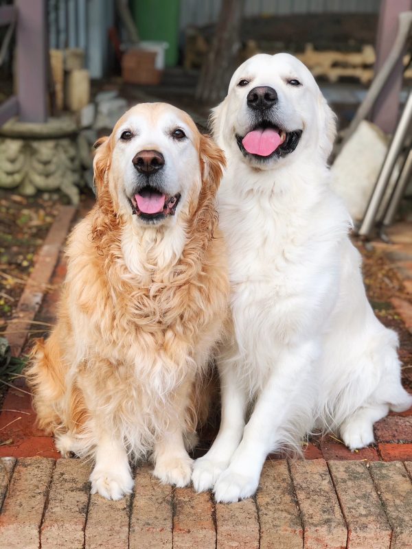 Glorious Goldens