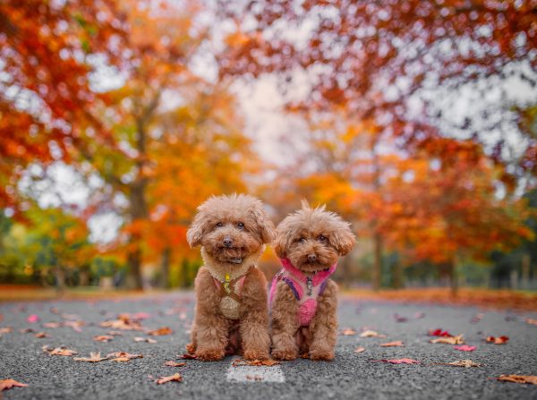 Hana and Gnocchi