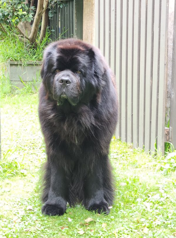 Hugo the Newfie