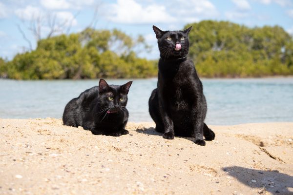 Nathan and Winnie the Beach Cats