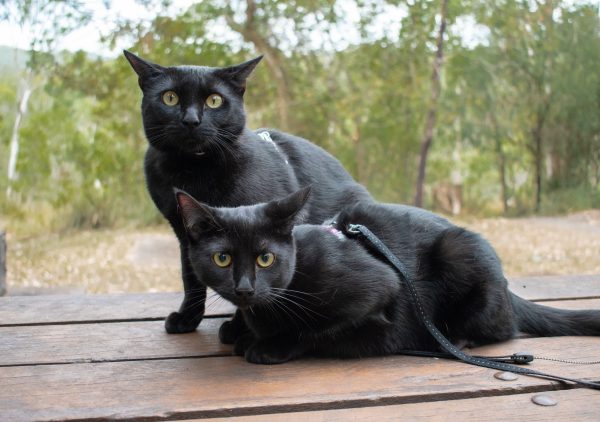 Nathan and Winnie the Beach Cats