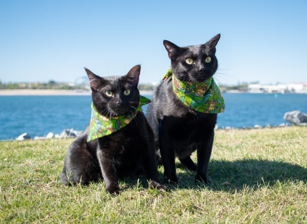 Nathan and Winnie the Beach Cats