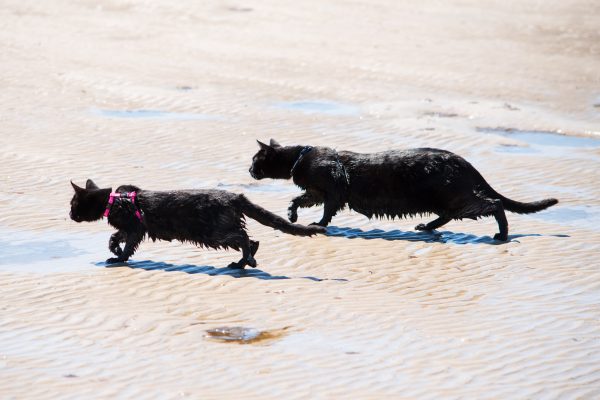 Nathan and Winnie the Beach Cats