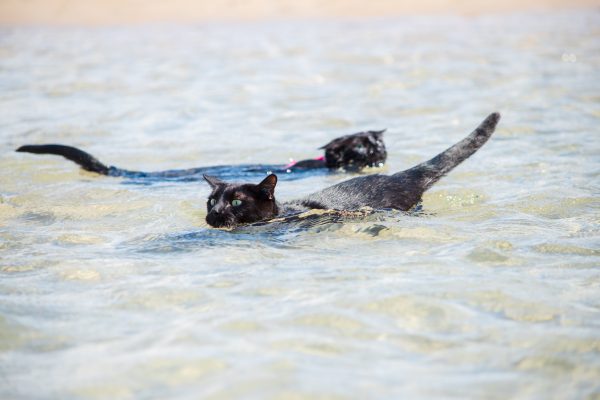 Nathan and Winnie the Beach Cats