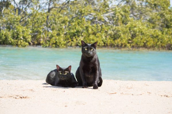 Nathan and Winnie the Beach Cats