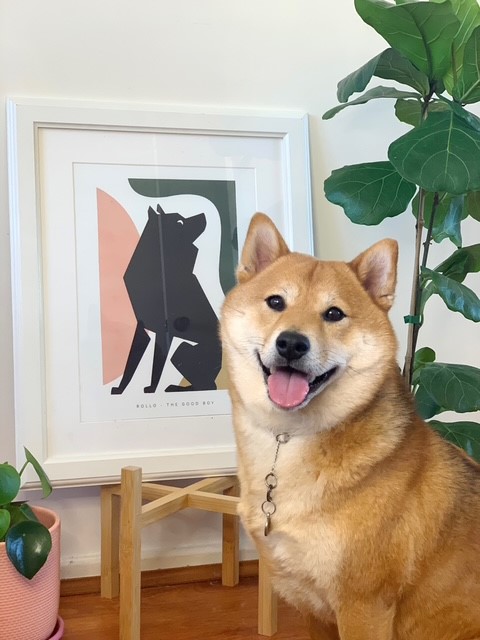 Rollo Shiba