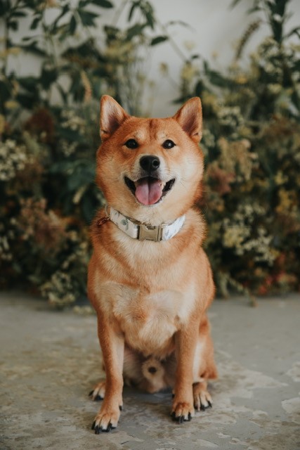 Rollo Shiba