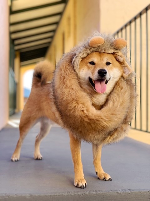 Rollo Shiba