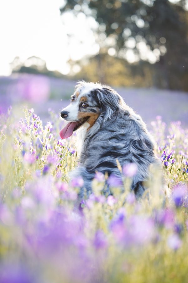 Aussie Yuki