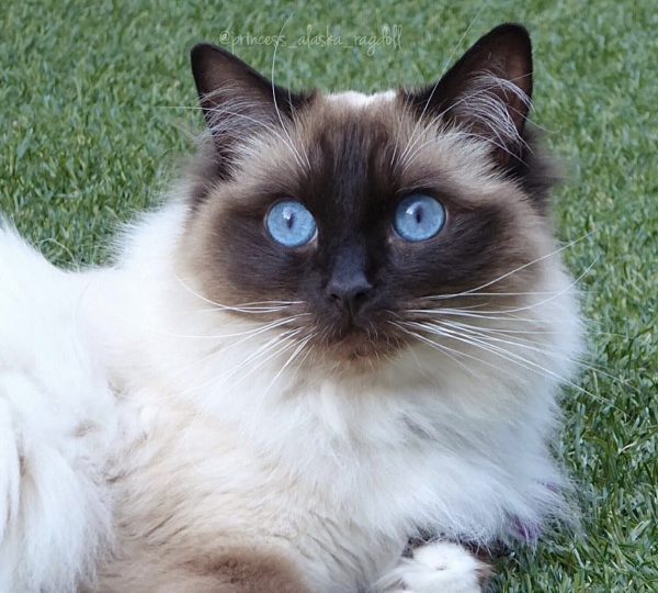 Princess Alaska Ragdoll