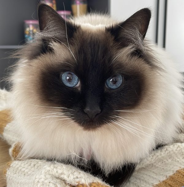 Princess Alaska Ragdoll