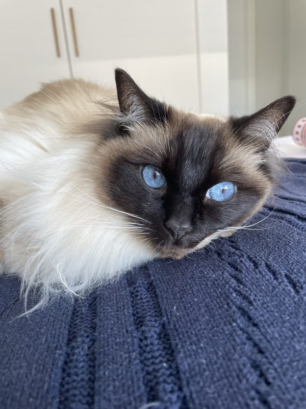 Princess Alaska Ragdoll