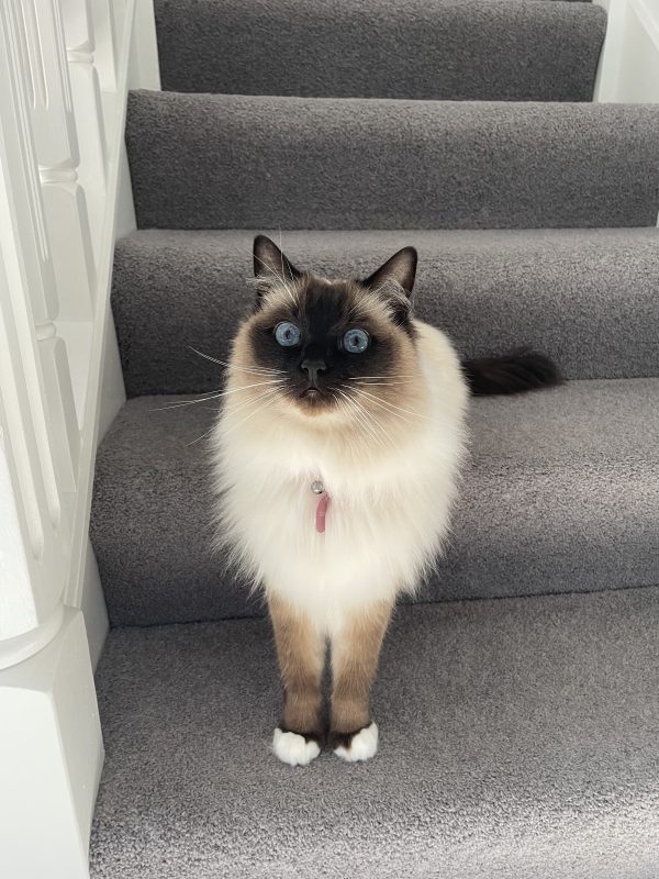 Princess Alaska Ragdoll