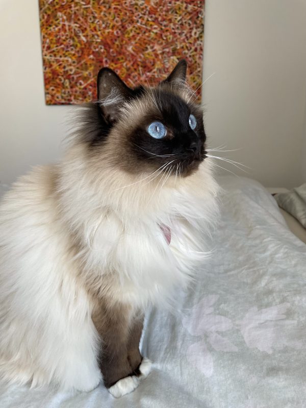 Princess Alaska Ragdoll