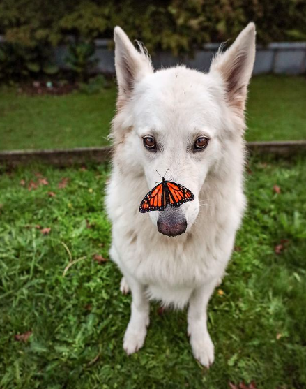 Kaya the Shepherd