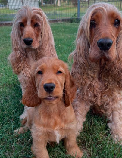 Three Golden Bears