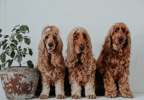 Three Golden Bears