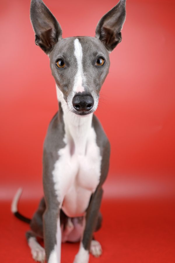 Kevin the Whippet