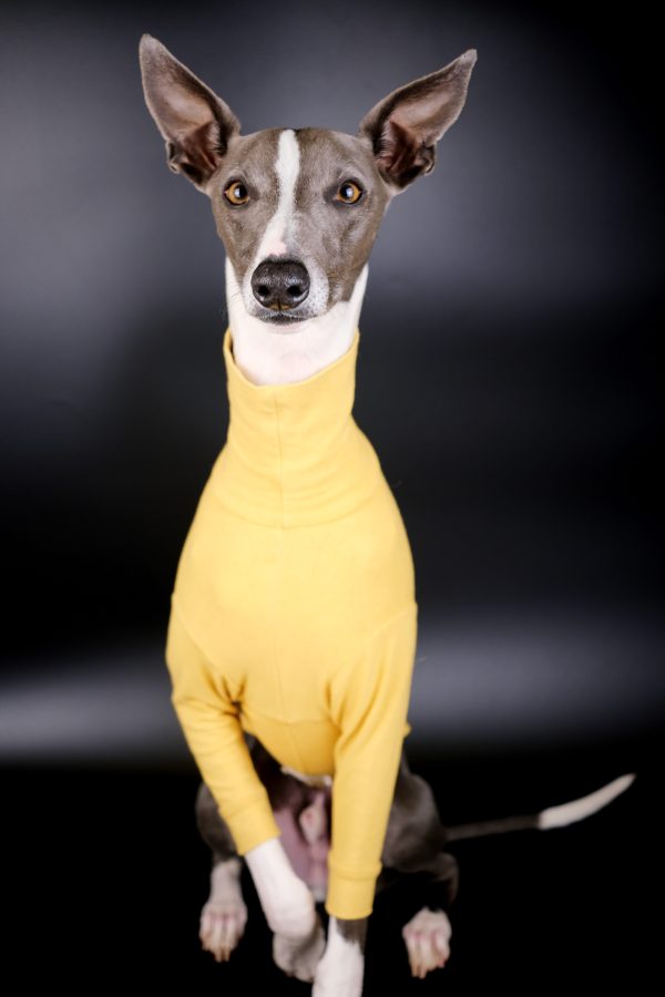 Kevin the Whippet