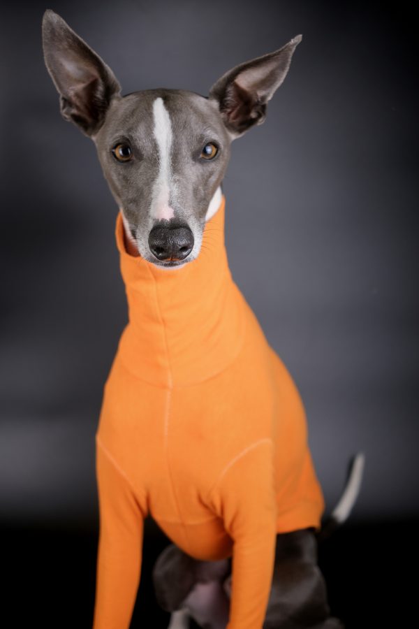 Kevin the Whippet