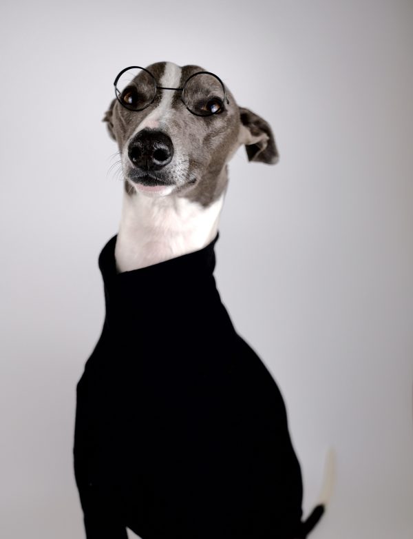 Kevin the Whippet