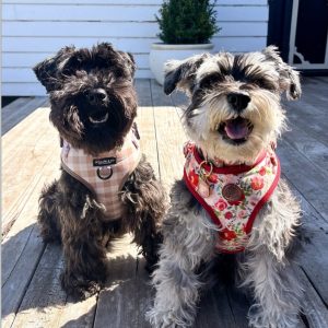 Gigi and Archie the Schnauzers