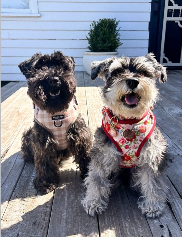 Gigi and Archie the Schnauzers
