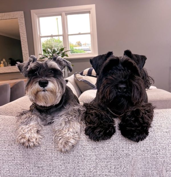 Gigi and Archie the Schnauzers