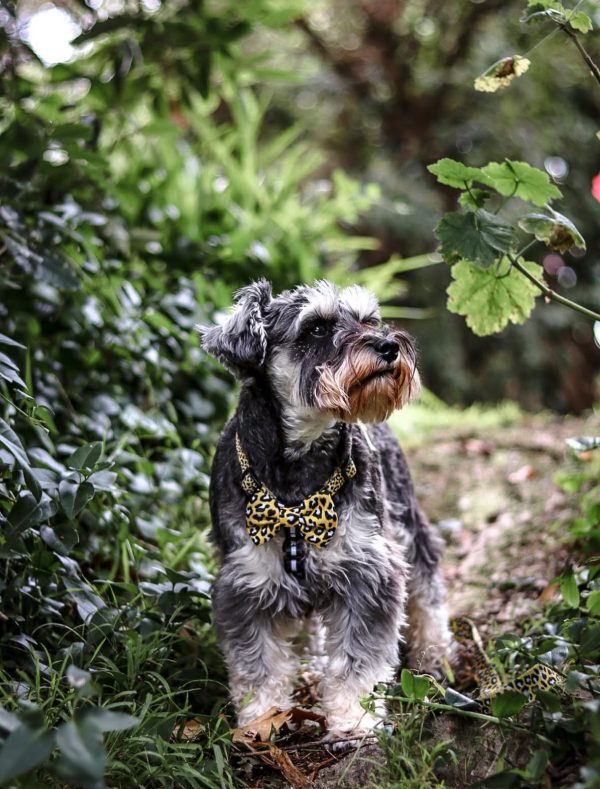 Gigi and Archie the Schnauzers